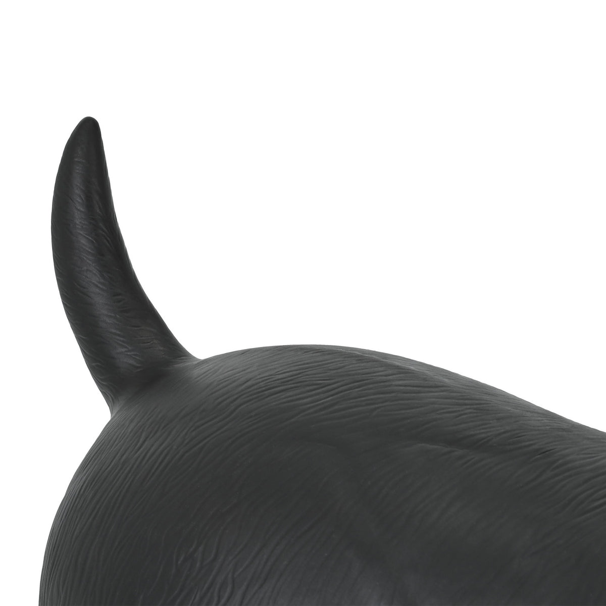 Bouncing animal dog black