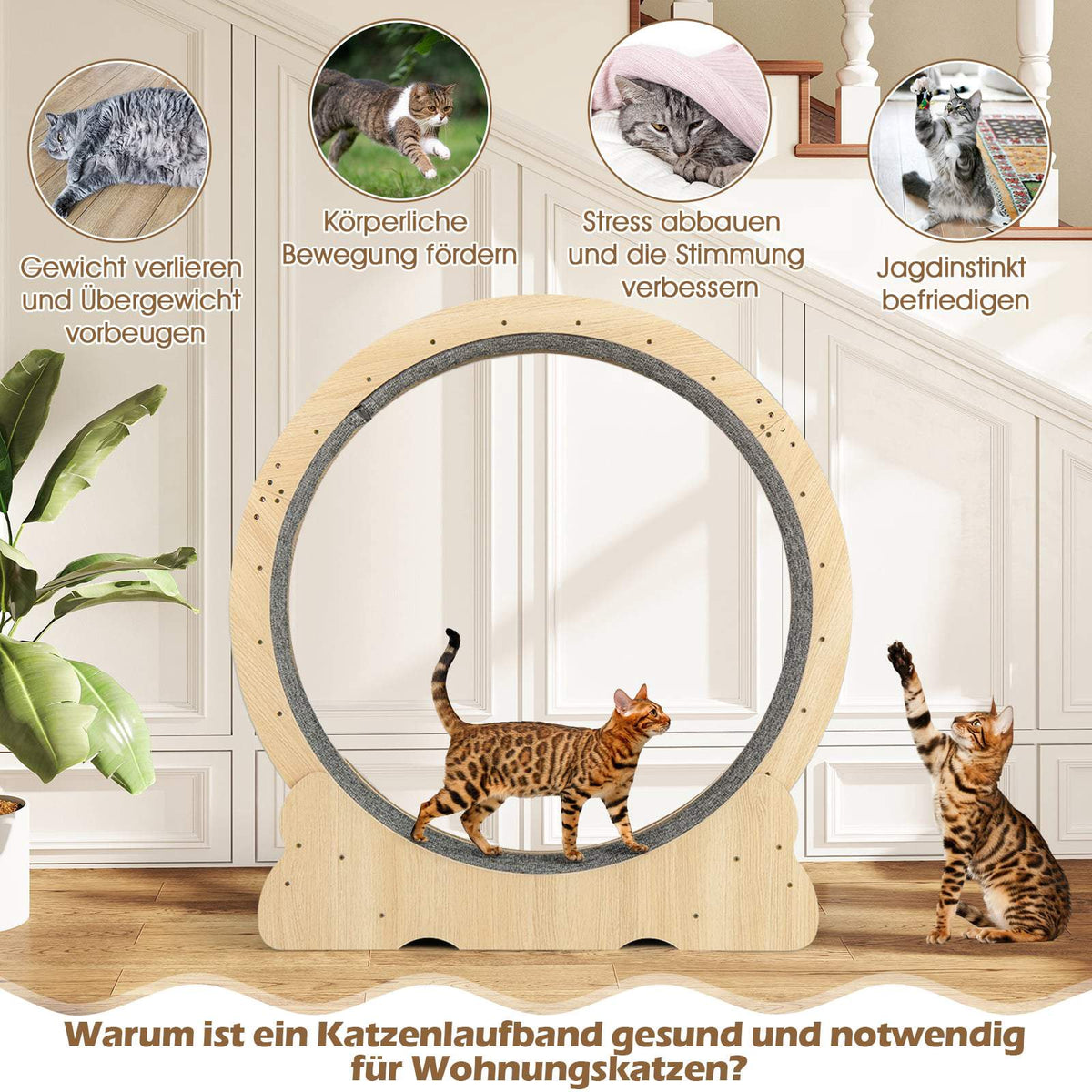 Cat Exercise Wheel with Lock, 101 cm, Quiet Design