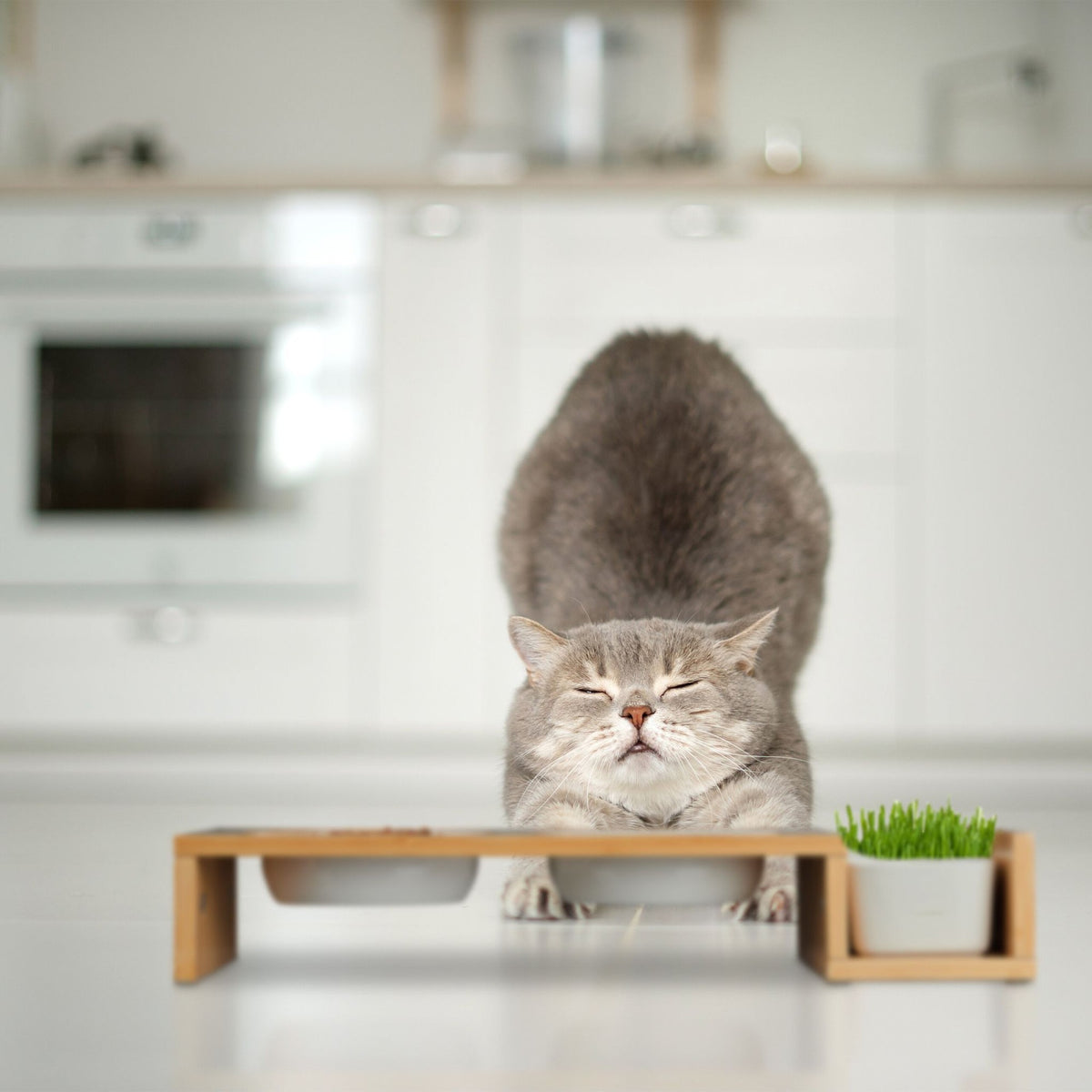Cat feeding station and cat grass bowl
