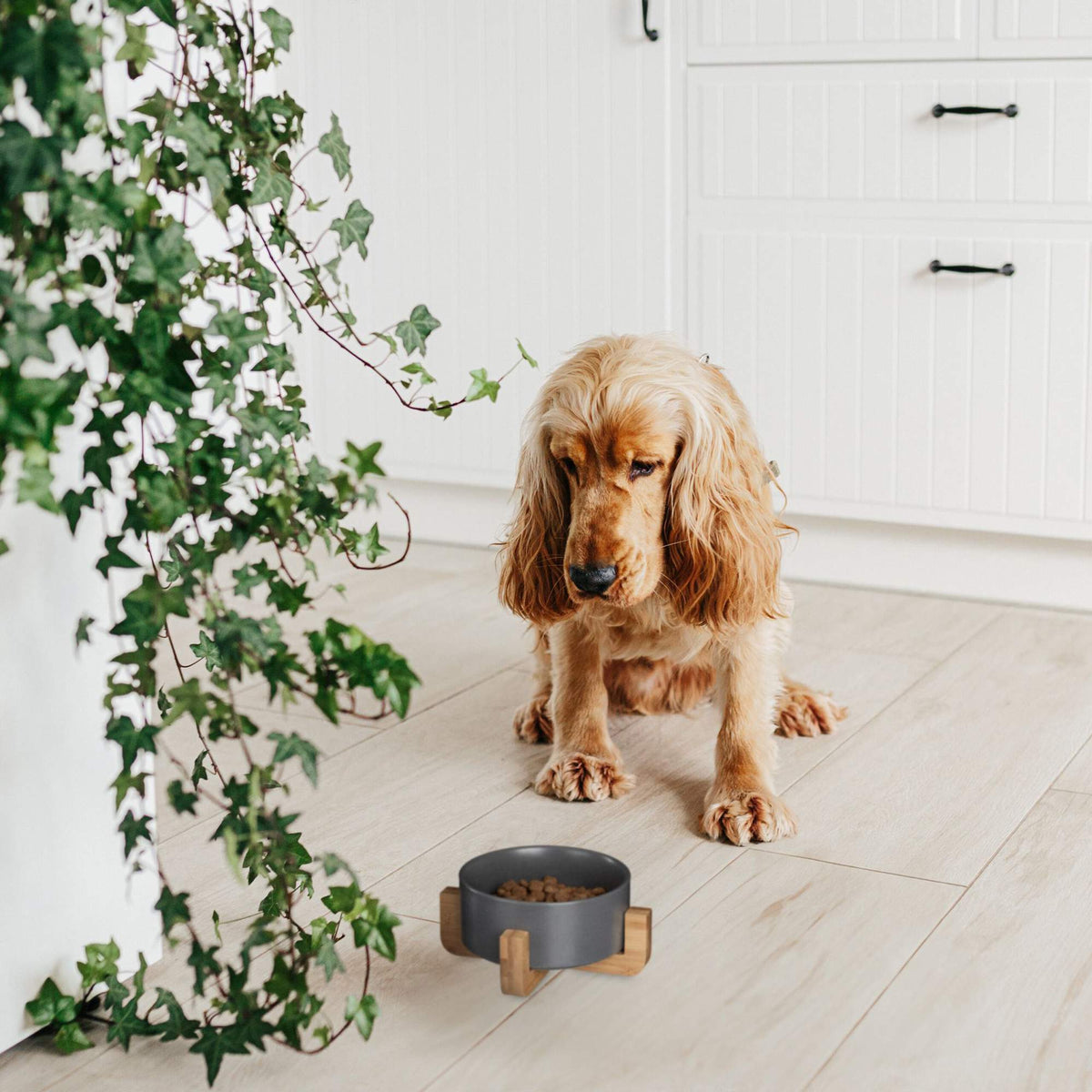 Ceramic dog bowl with bamboo frame