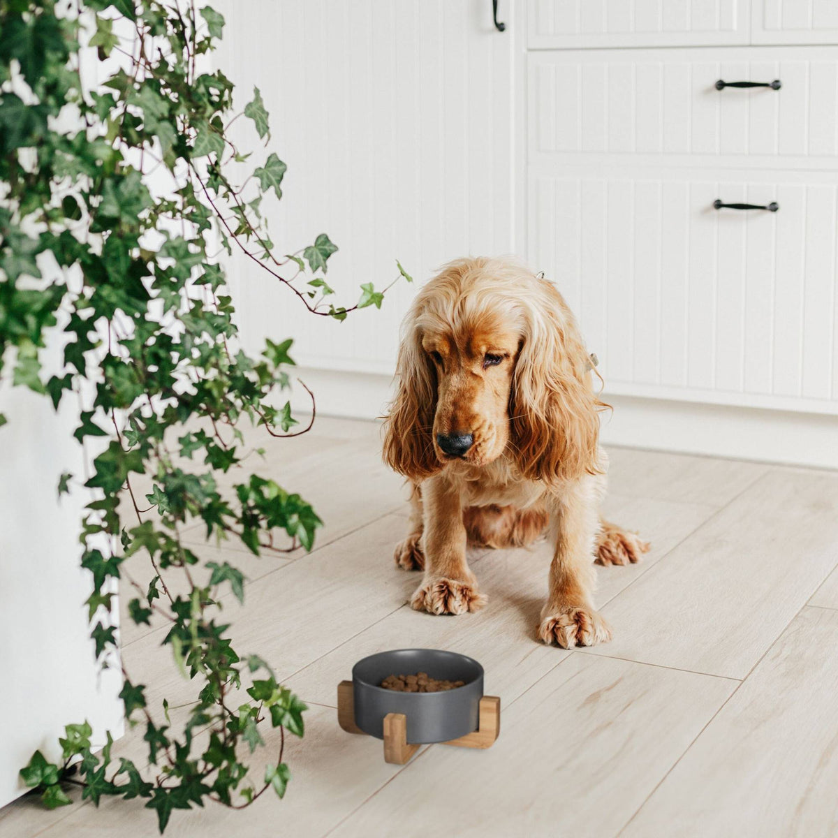 Ceramic dog bowl with bamboo frame
