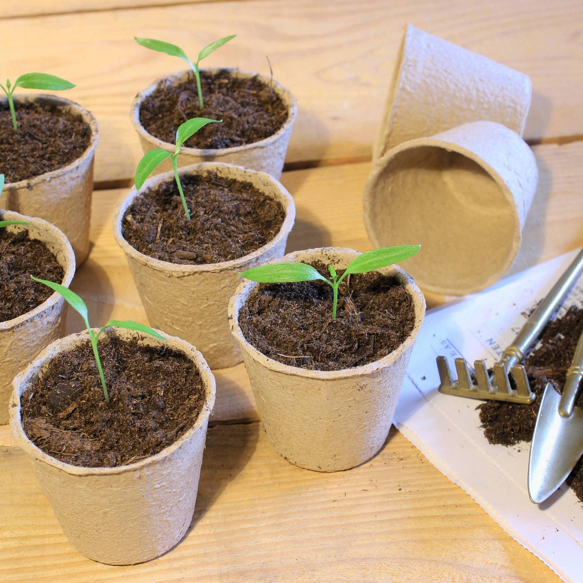Cultivation pots 80-pack
