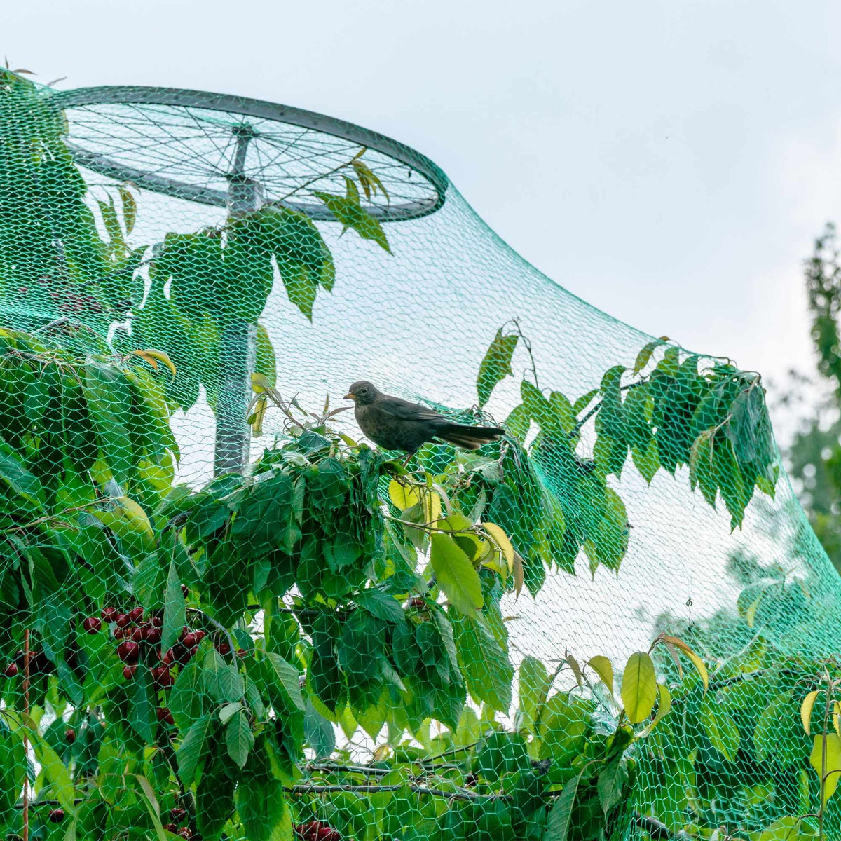Dense mesh bird net set of 3
