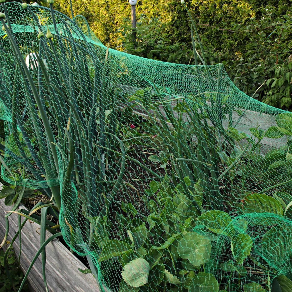 Dense mesh bird net set of 3