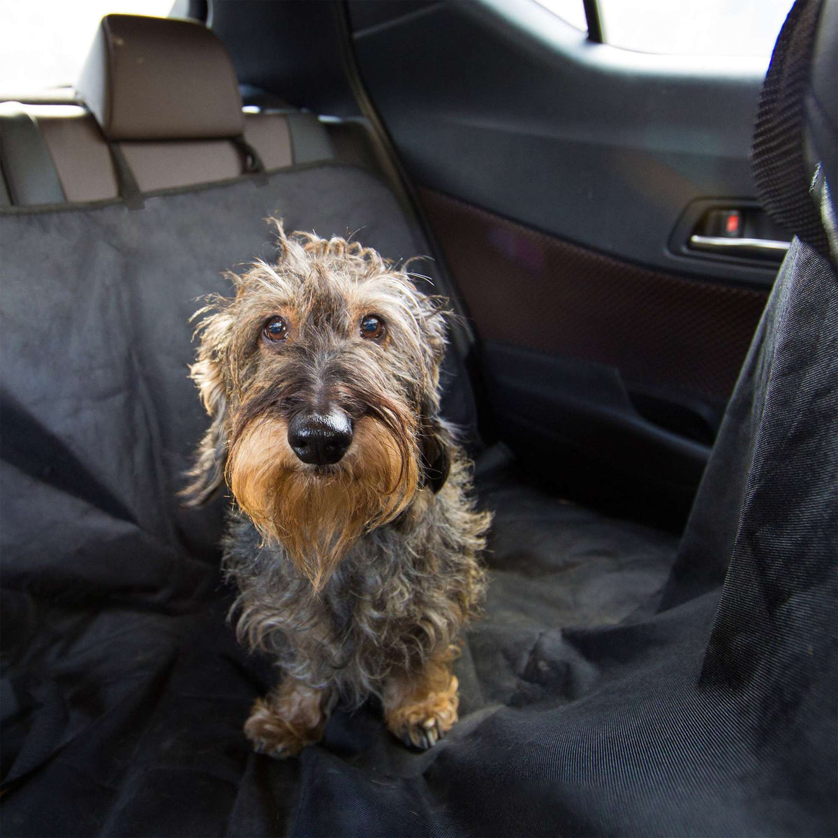 Dog blanket car