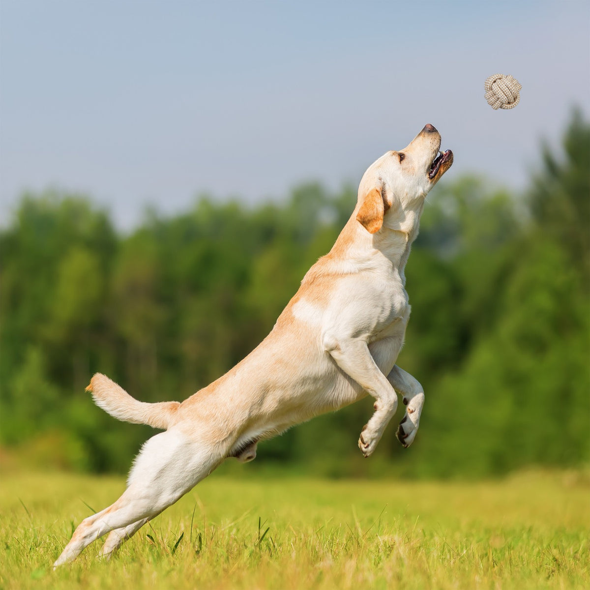 Dog toy set in 7 parts