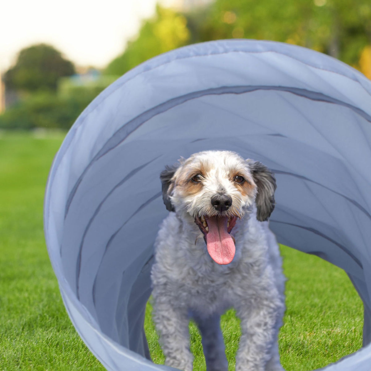 Dog tunnel agility 2m