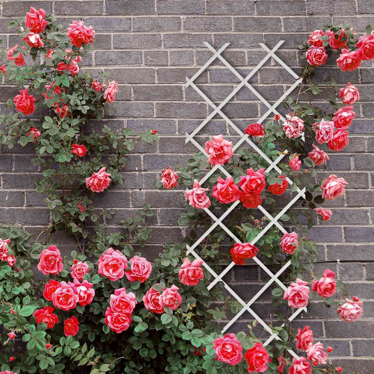 Extendable Plant Trellis Set, 3 Pack, 180x60 cm