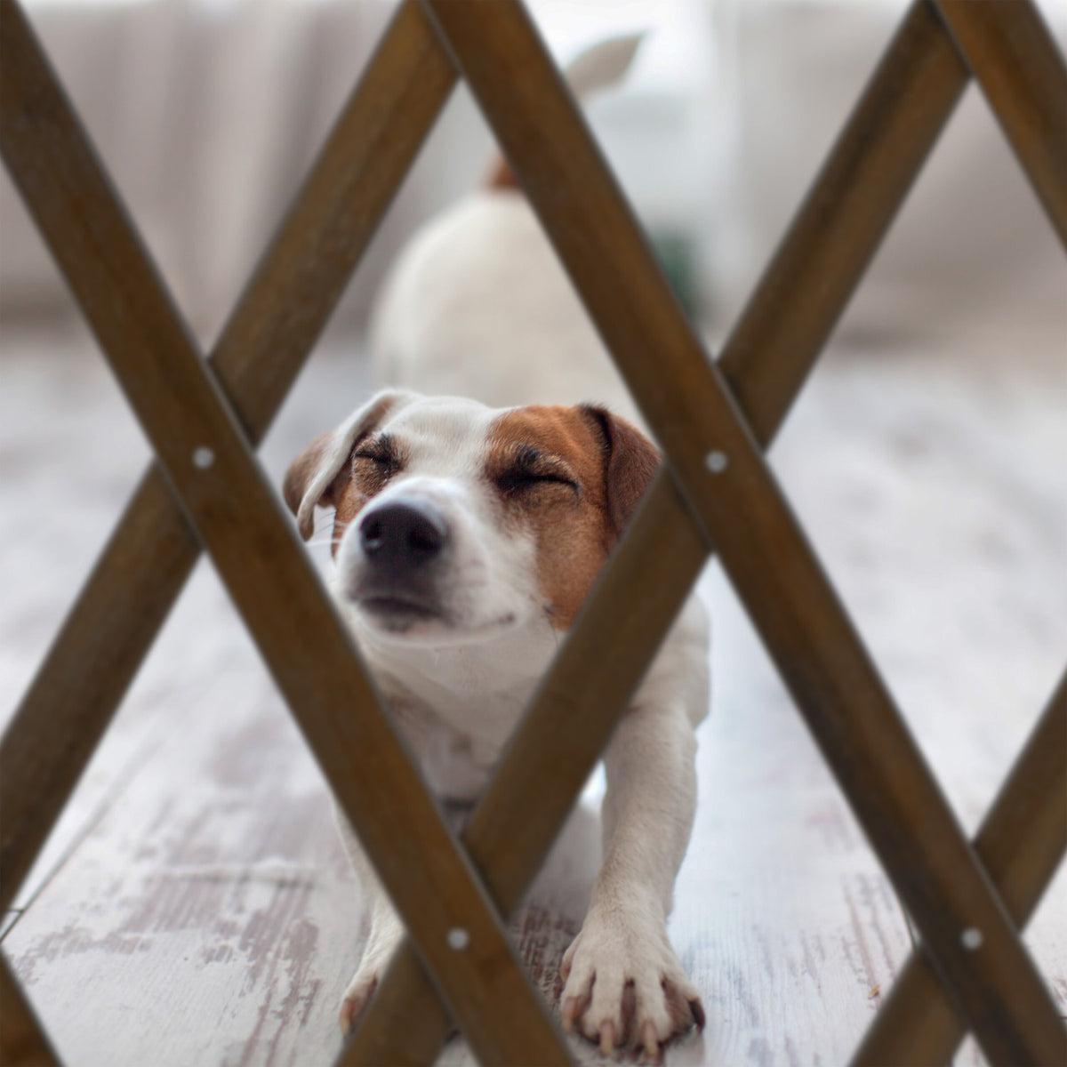 Extendable dog guard in brown