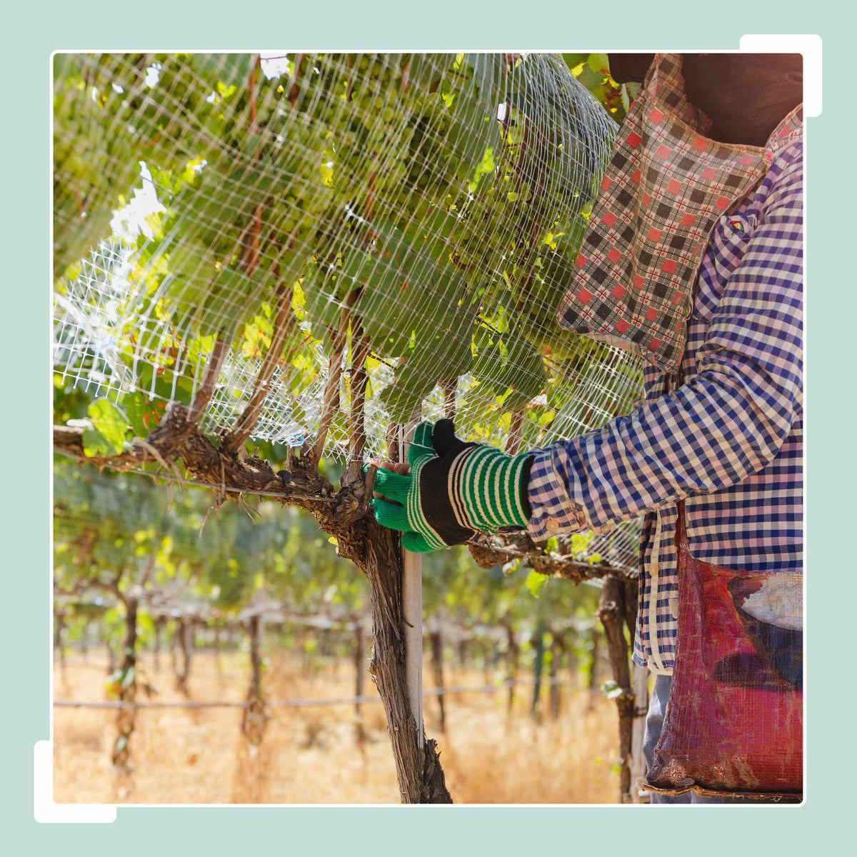 Galvanised Aviary Mesh, 6.3 x 6.3 mm, Weather-Resistant