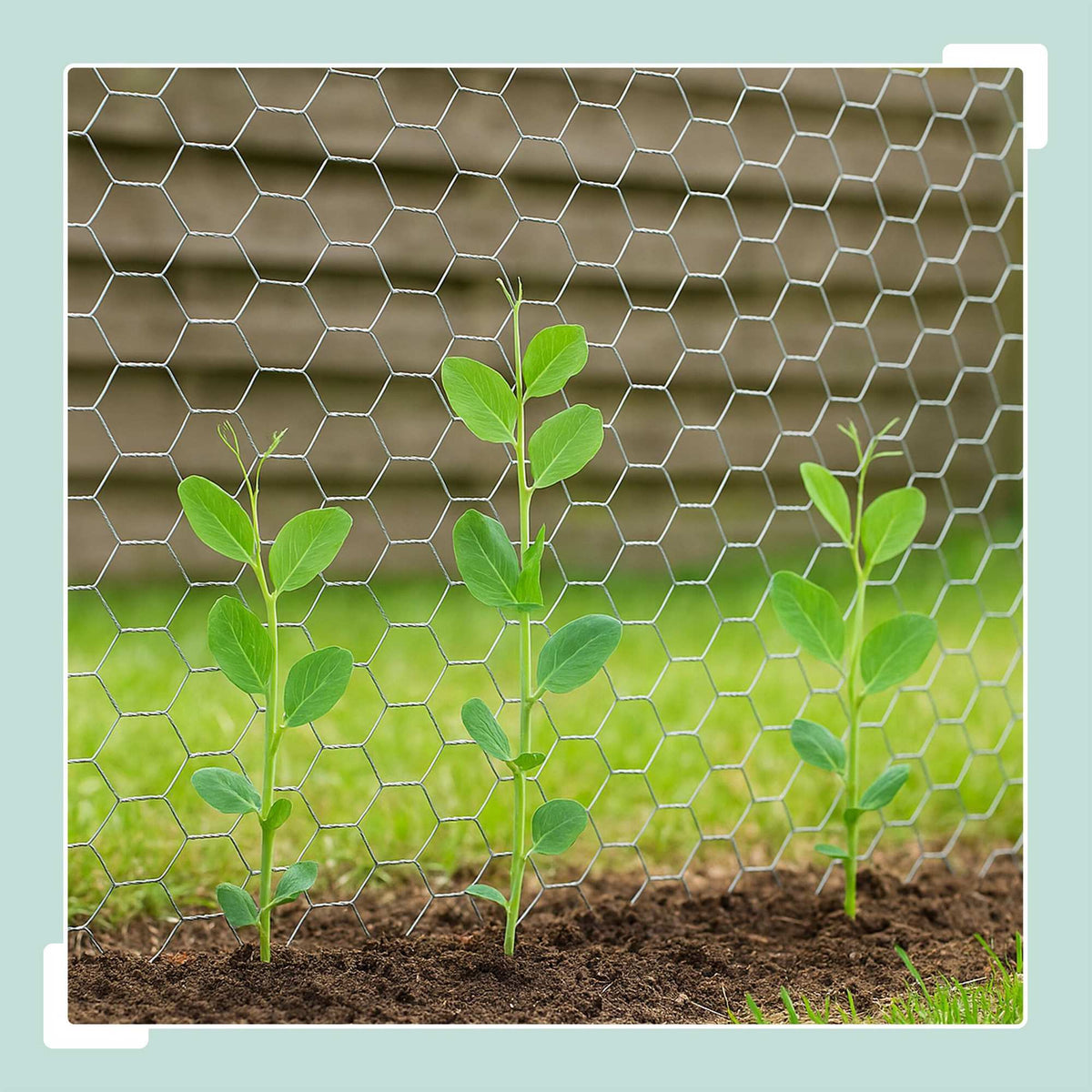 Galvanised Wire Mesh Fence, 15x25 mm, Cut-to-Size
