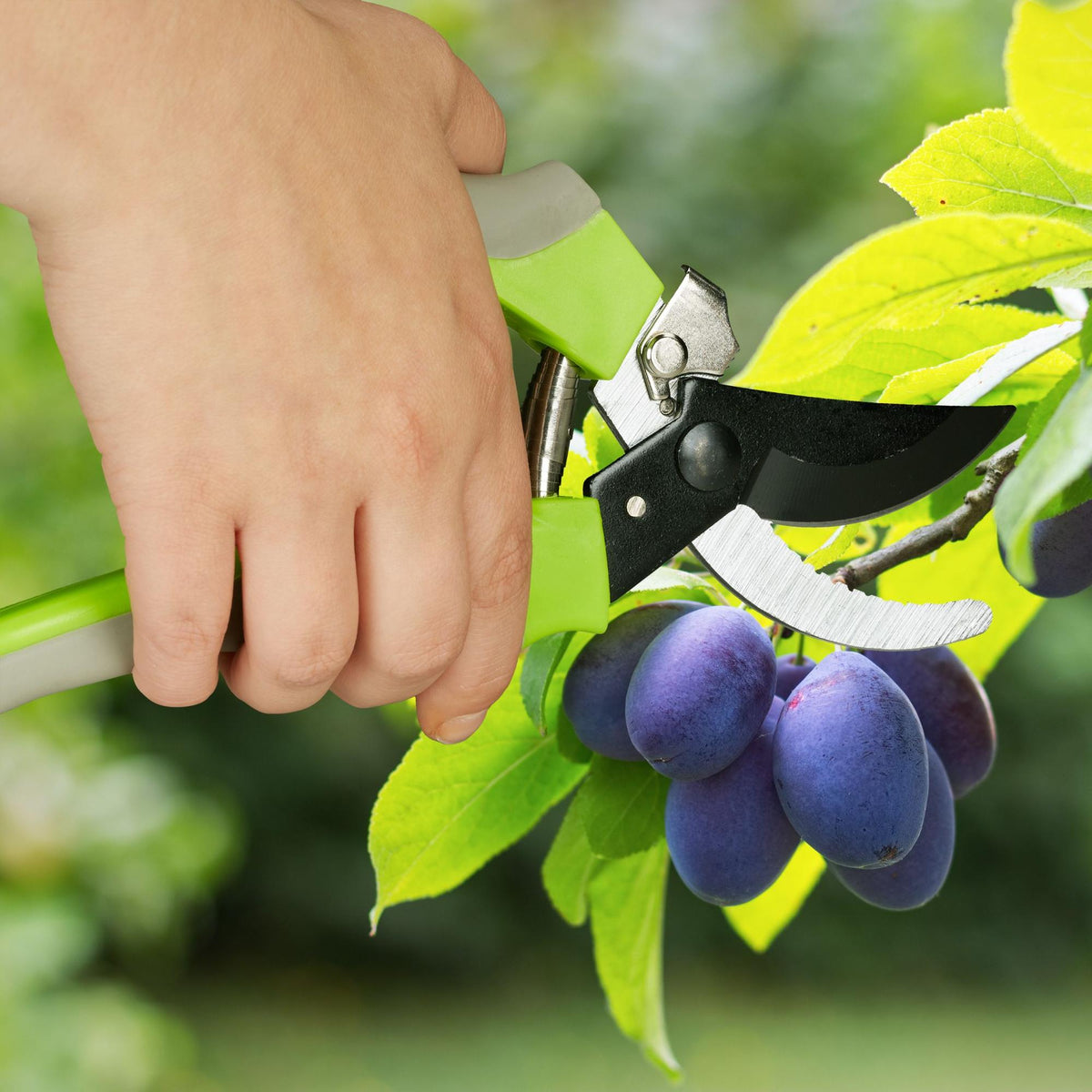 Garden shears steel