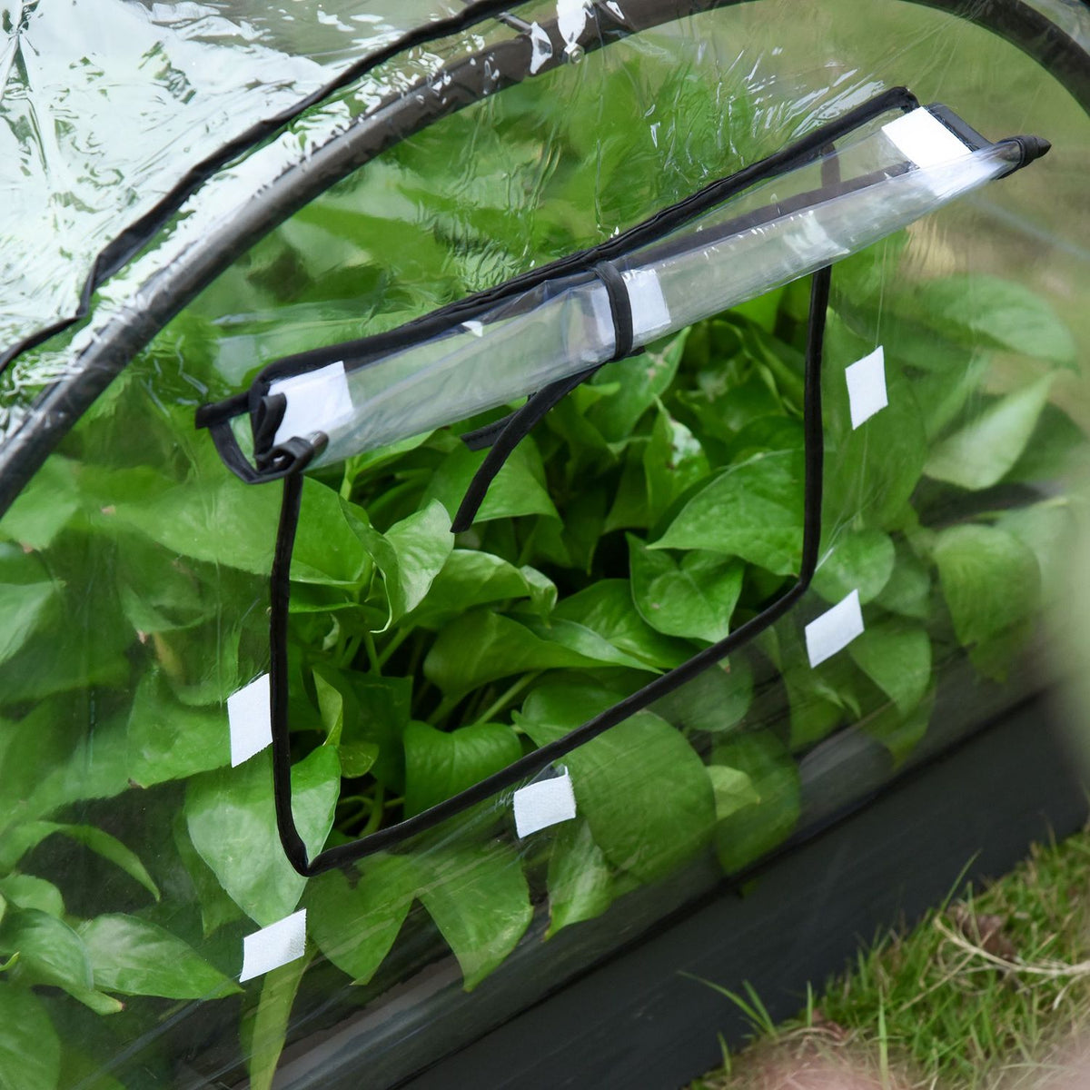 Greenhouse With Window, 12 Grids, For Tomatoes, Cold Frame Made Of Pvc & Steel, Transparent, 120X79X53Cm
