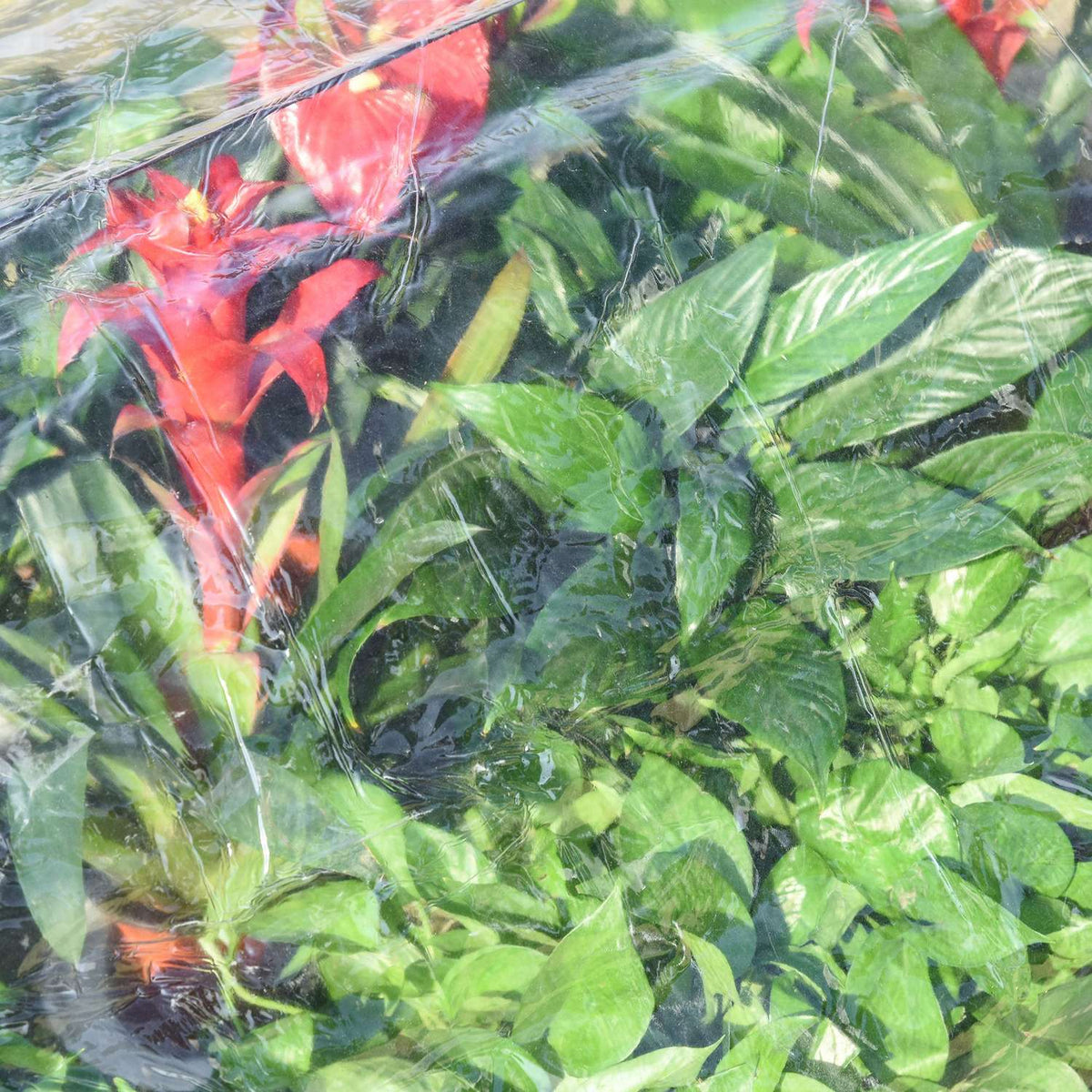 Greenhouse With Window, 12 Grids, For Tomatoes, Cold Frame Made Of Pvc & Steel, Transparent, 120X79X53Cm