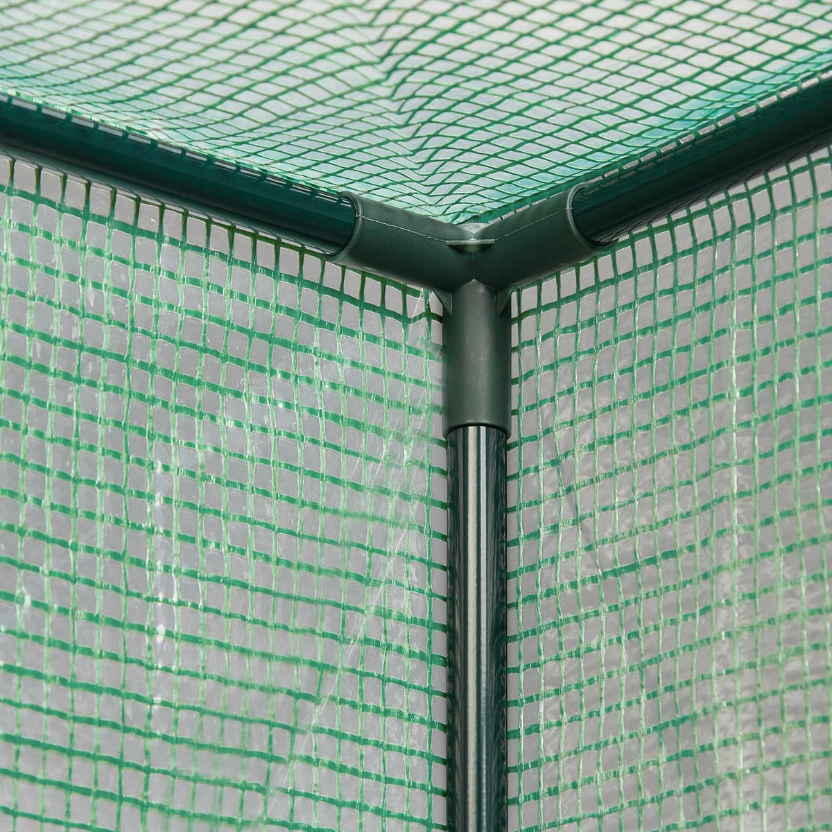 Greenhouse tomato cultivation