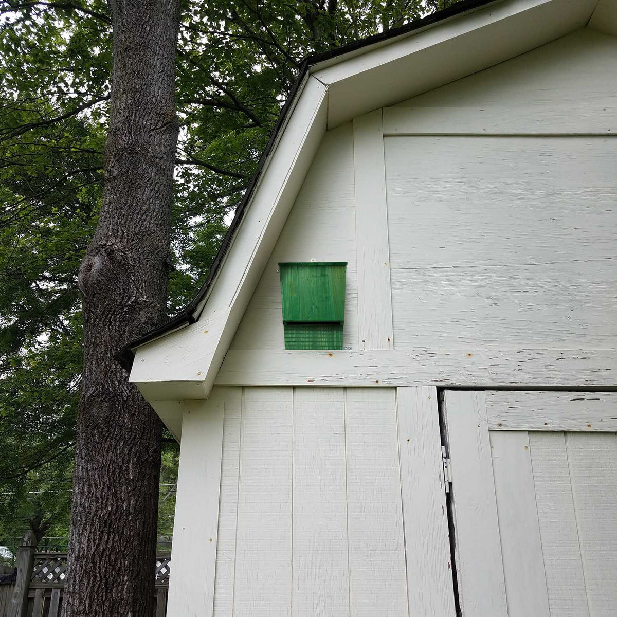 Green wooden bat box