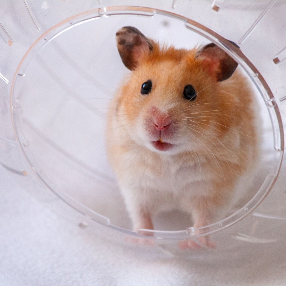 Hamster ball with green lid