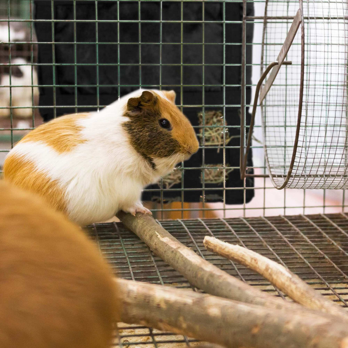 Hay bag for small animals