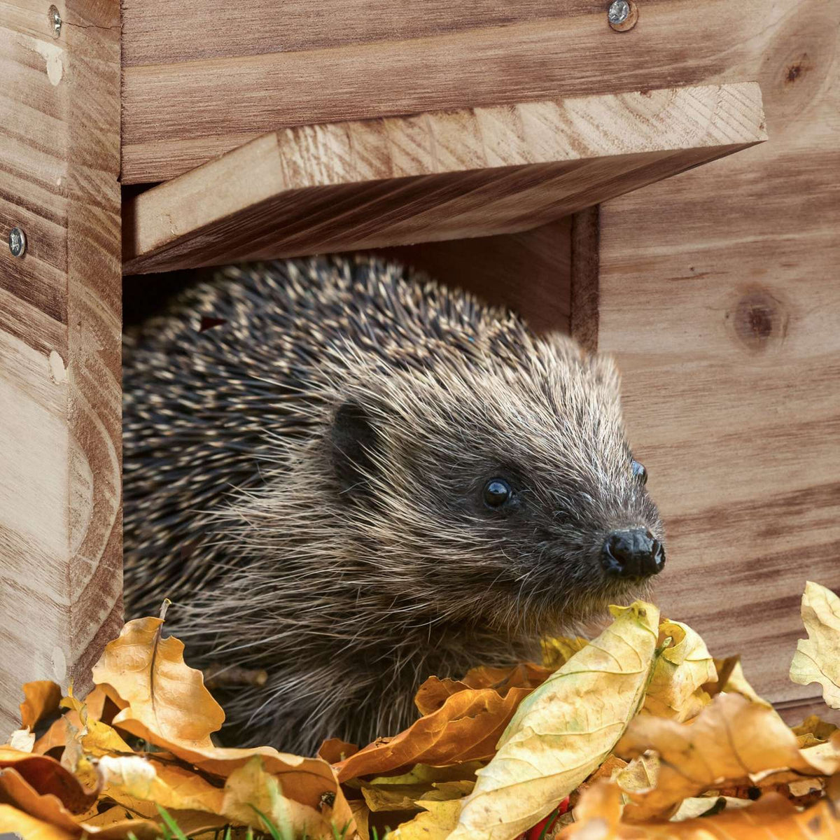 Hedgehog House Kit – Winter Shelter with Entry Flap