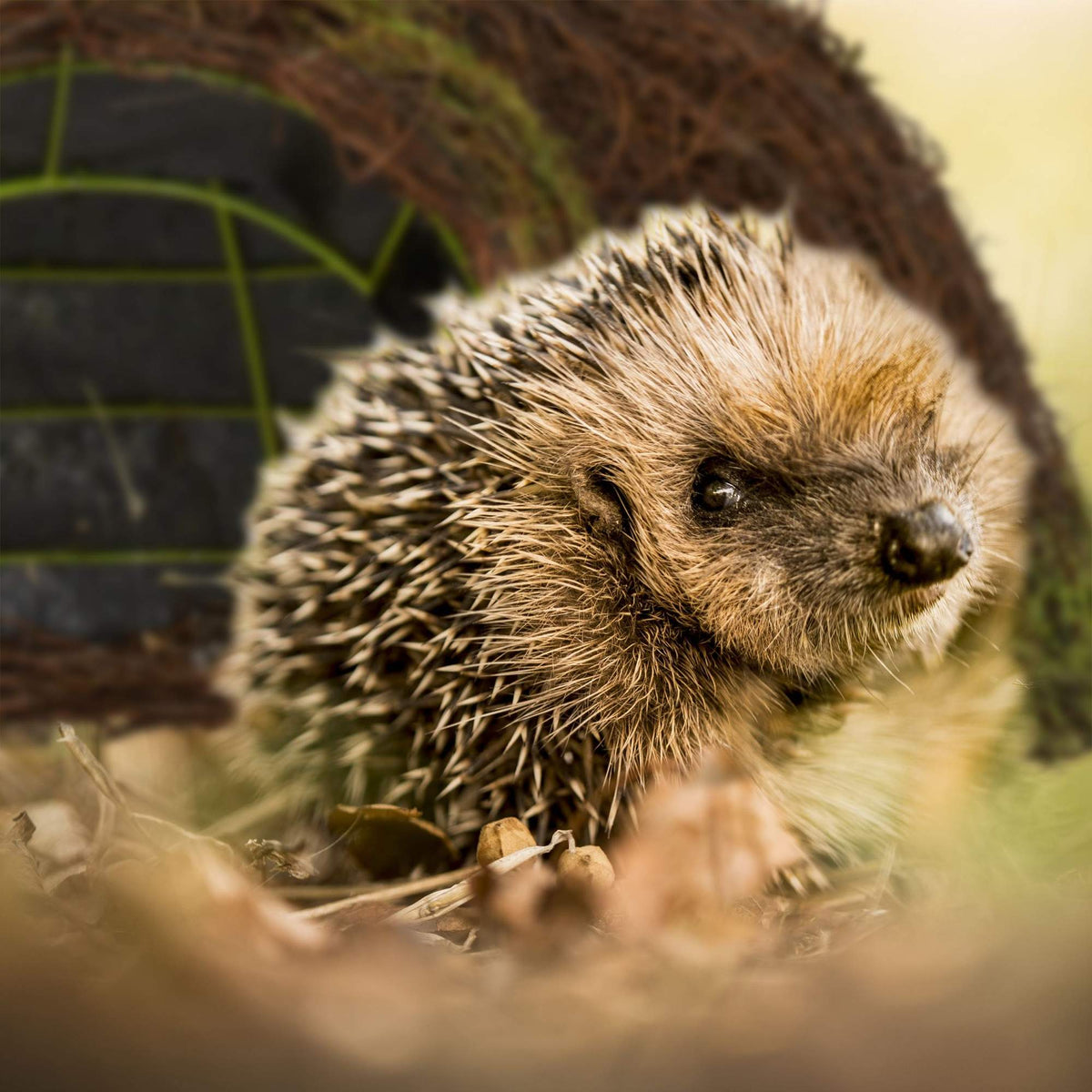 Hedgehog house Igloo