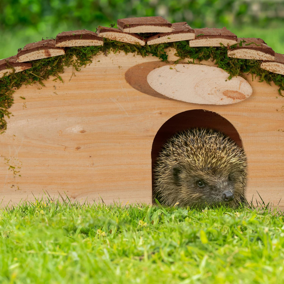 Hedgehog house with floor
