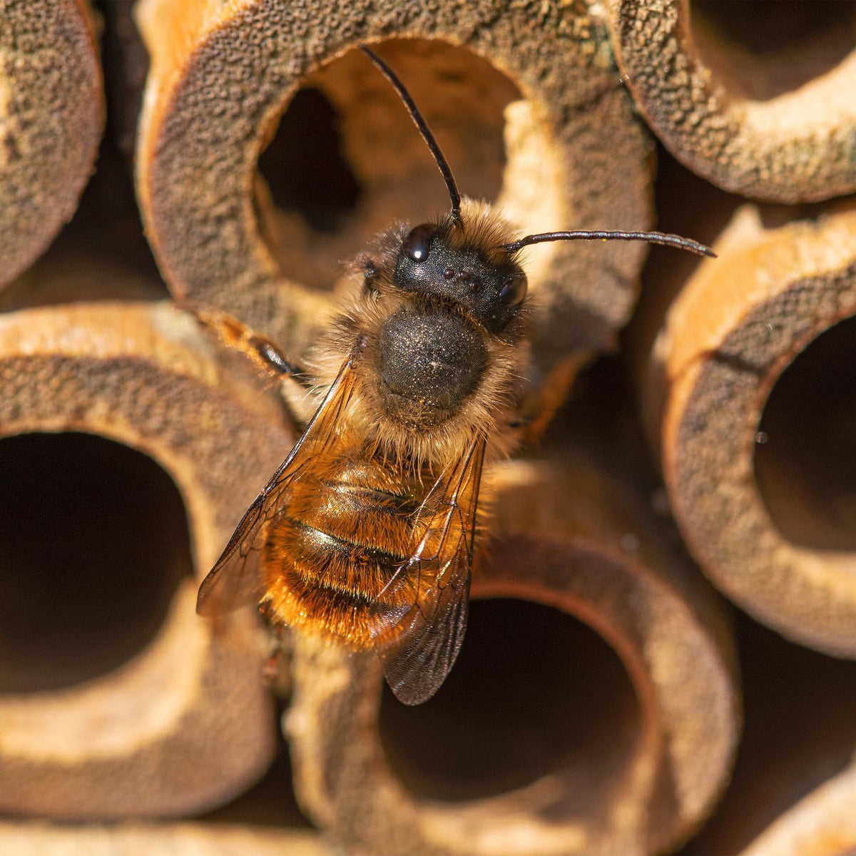Insect hotel wild bees