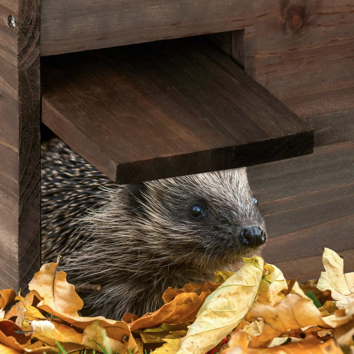Large Wooden Hedgehog House