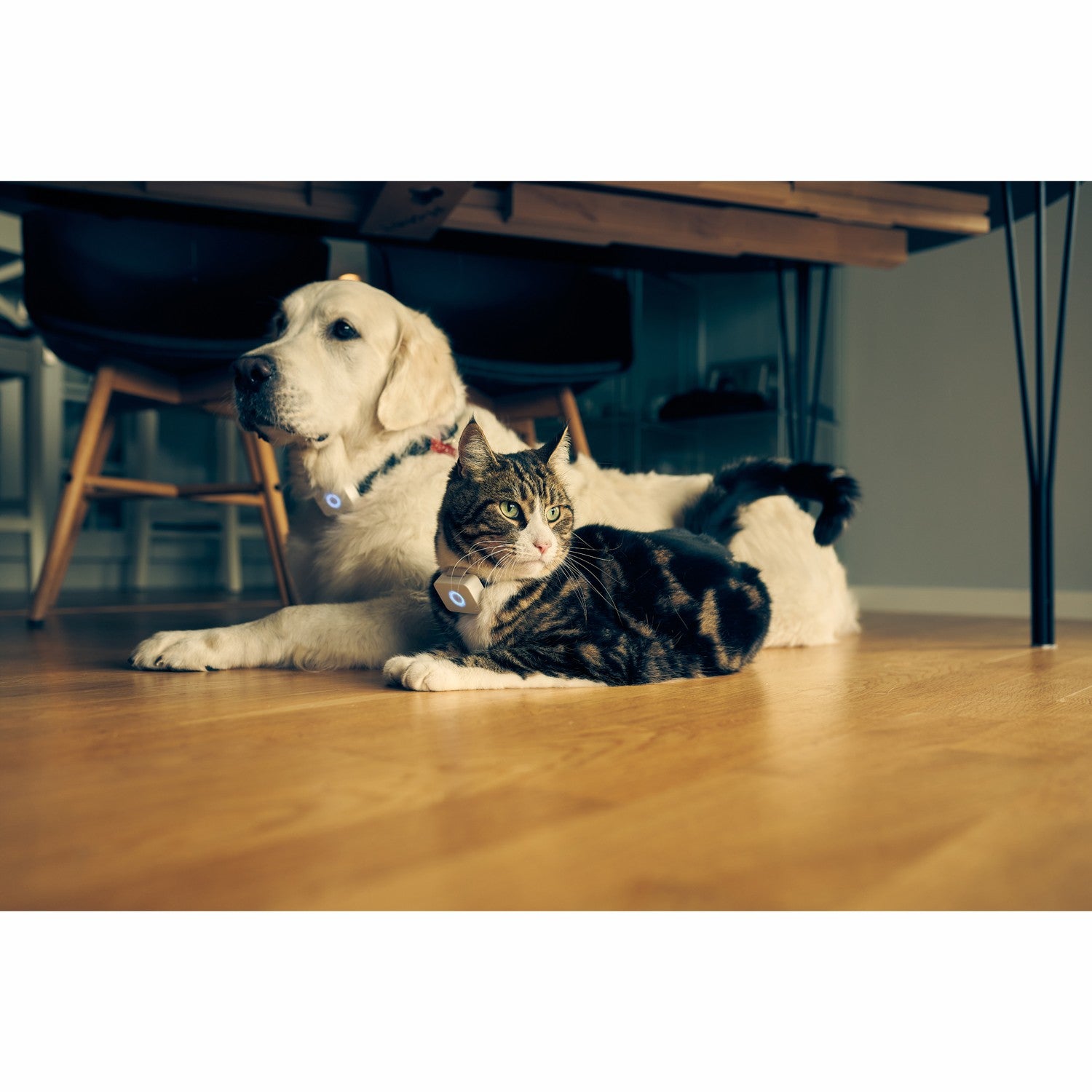 Lilcat 2 GPS Tracker for Cats