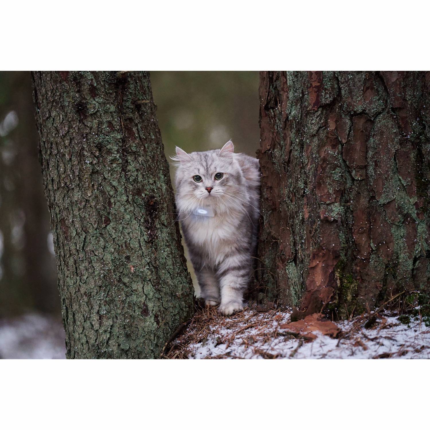 Lilcat 2 GPS Tracker for Cats