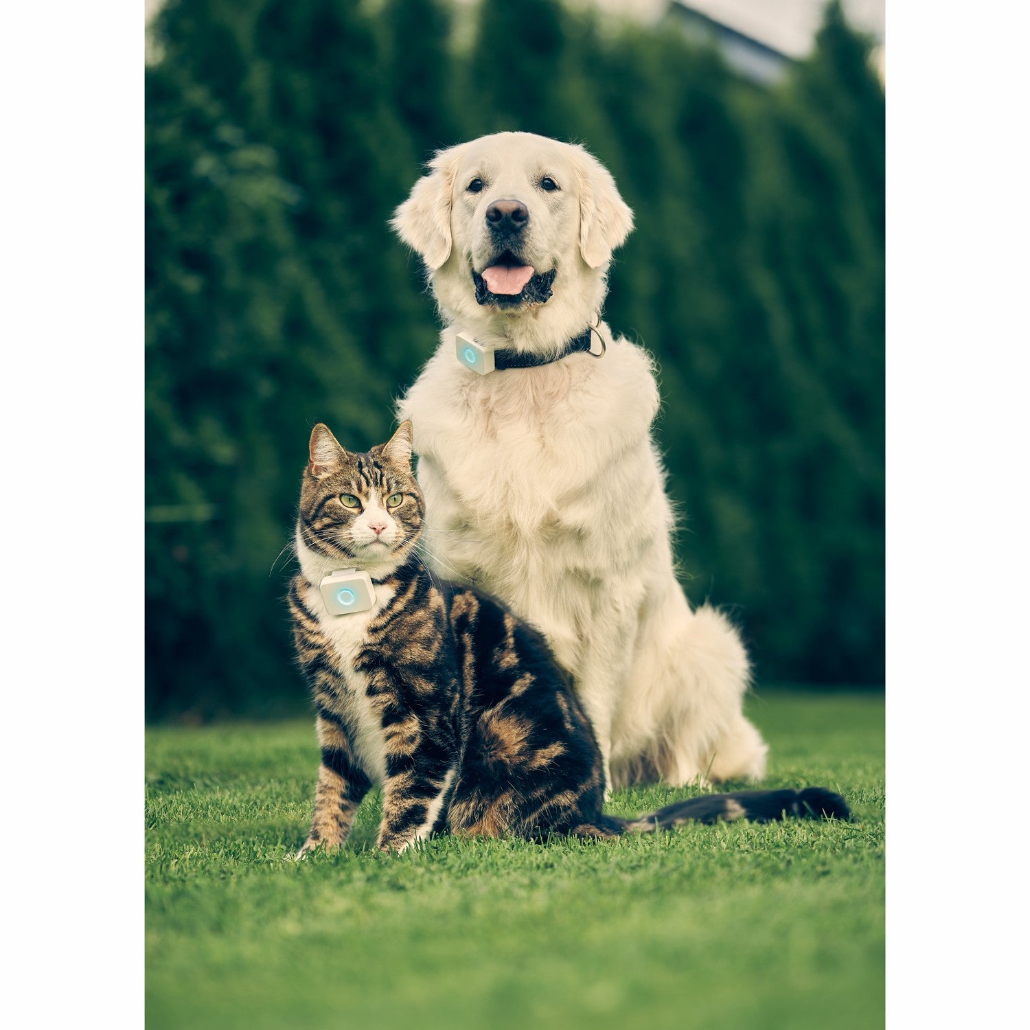 Lildog 2 GPS Tracker for Dogs