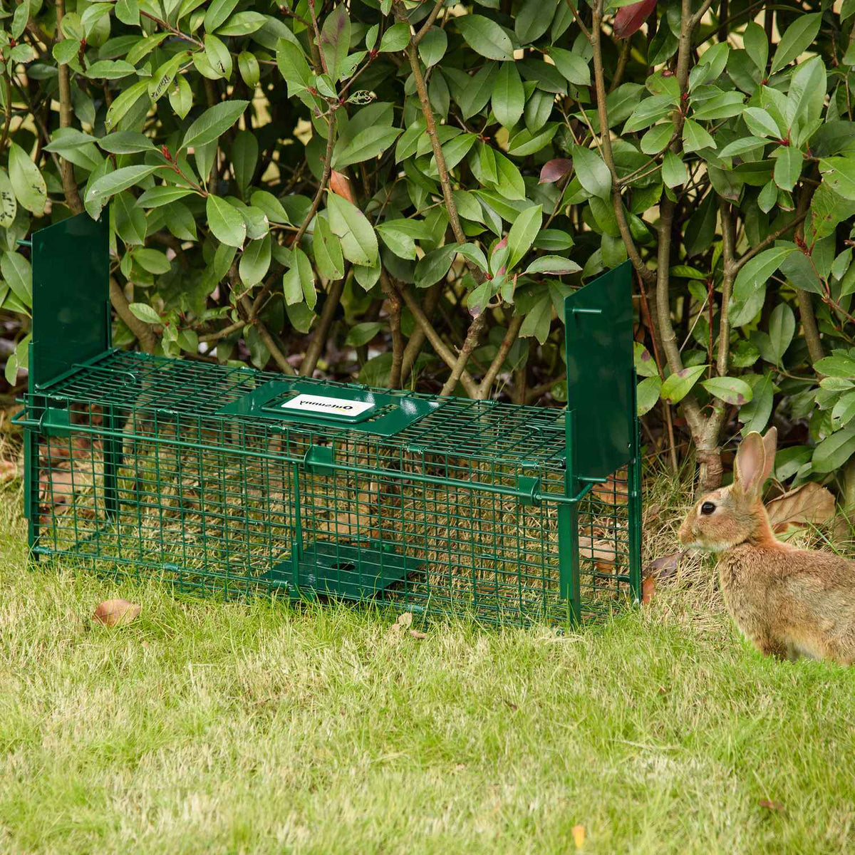 Live Trap, Marten Trap, Wire Trap With Double Door, Rat Trap, Steel, Dark Green, 60X18X20Cm