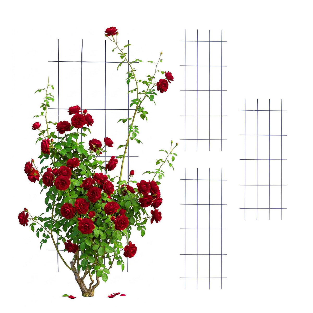 Metal Lattice Rose Trellis Set – Weather-Resistant Support