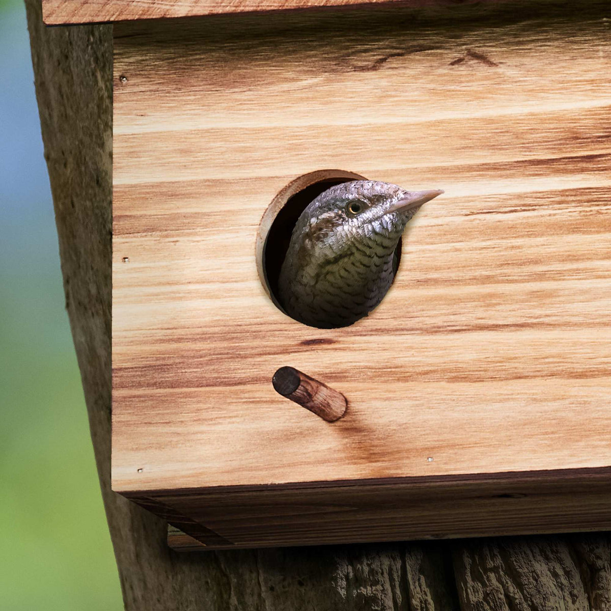 Nest for starlings