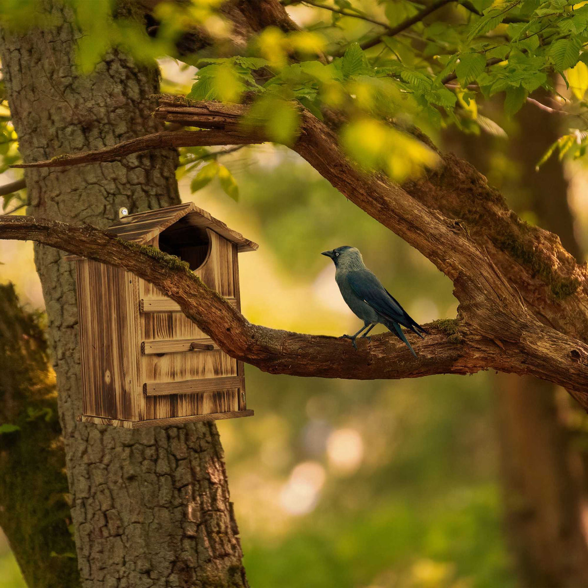Owls Nest Box Wood