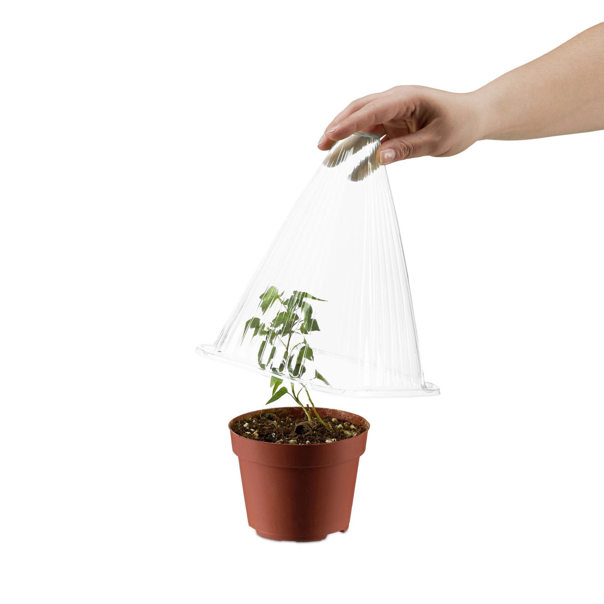 Plant hat 24 pieces