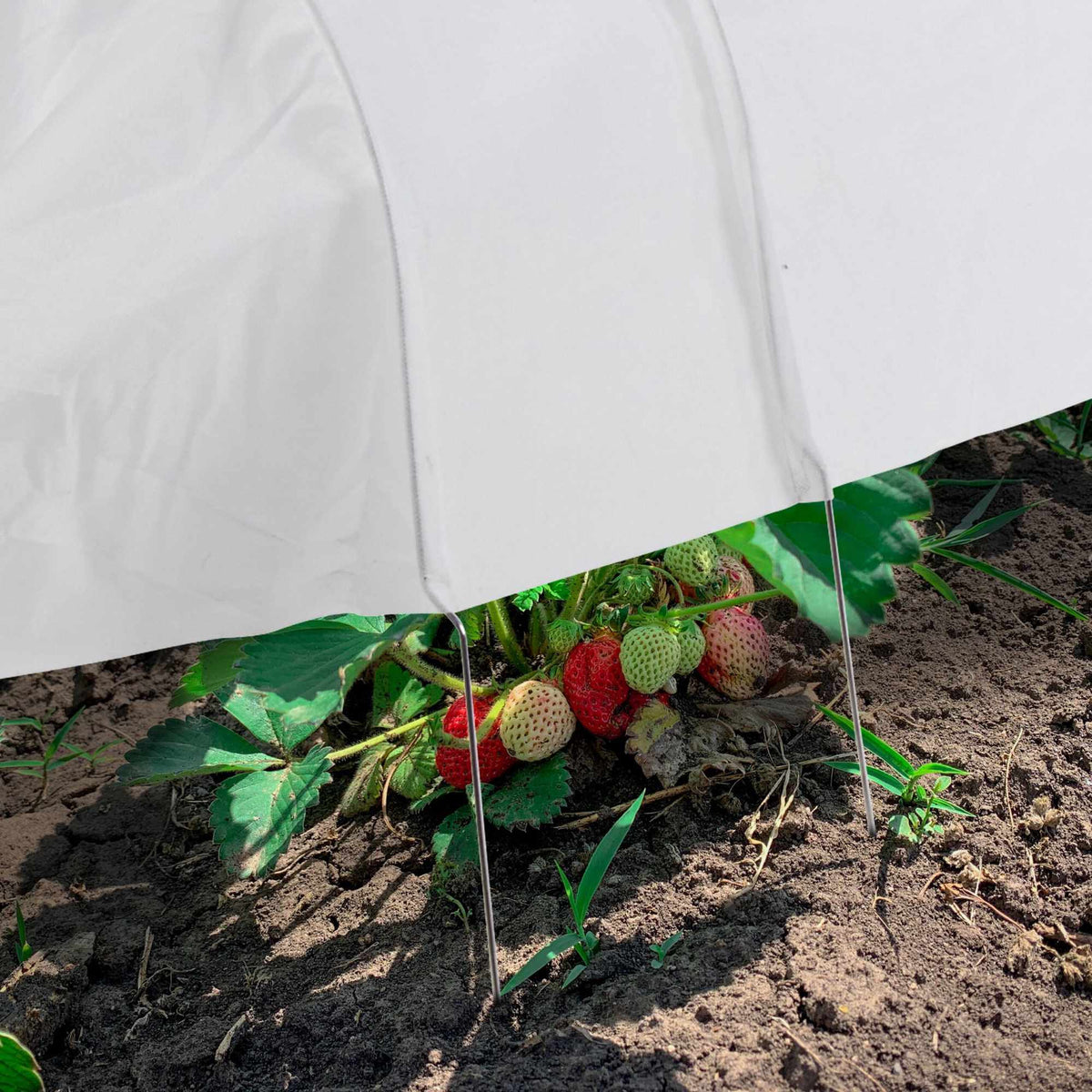 Planting tunnel made of fleece 7 m set of 2