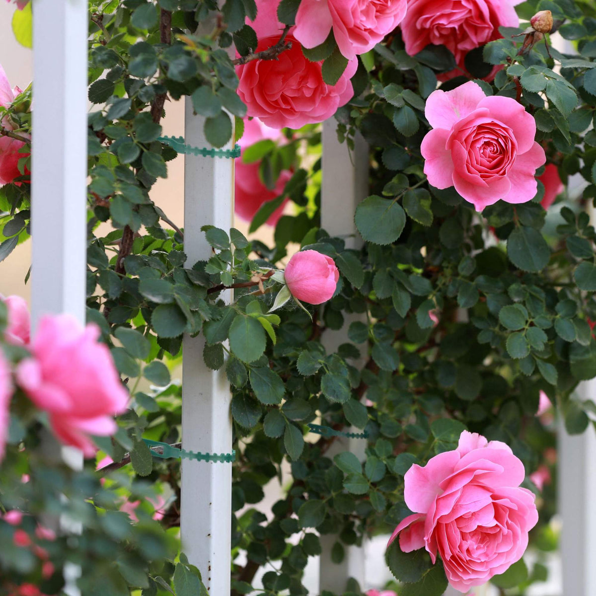 Plant ties 14 cm set of 200