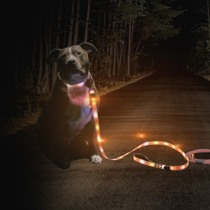 Reflective Dog Leash & Collar Set – Weather Resistant, 1.5M