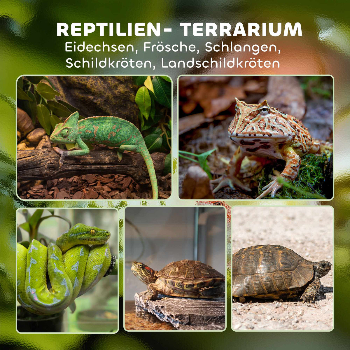 Reptile Glass Terrarium 48L, Front Ventilation, 50x30x35 cm