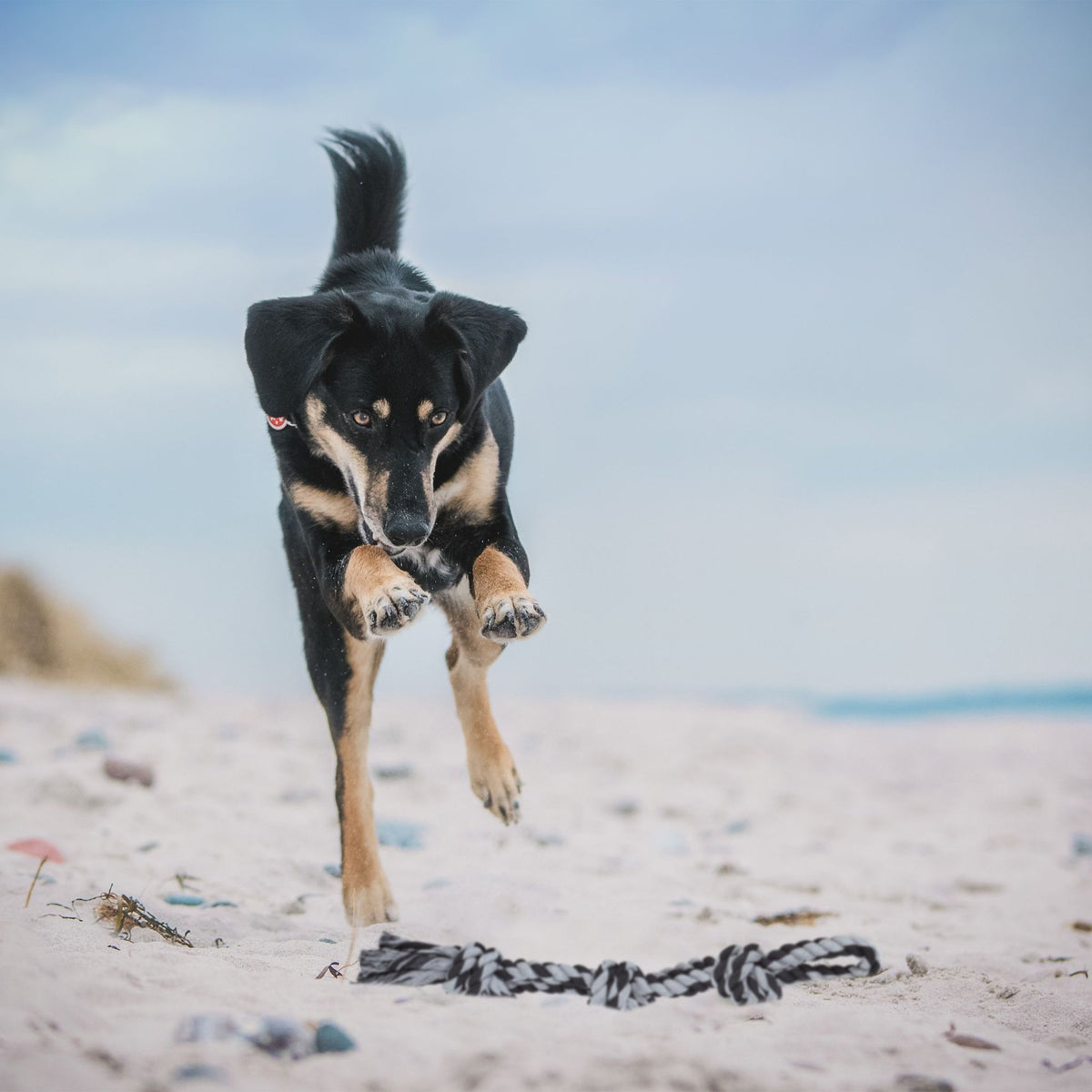 Rope for dog toys - 2 pcs