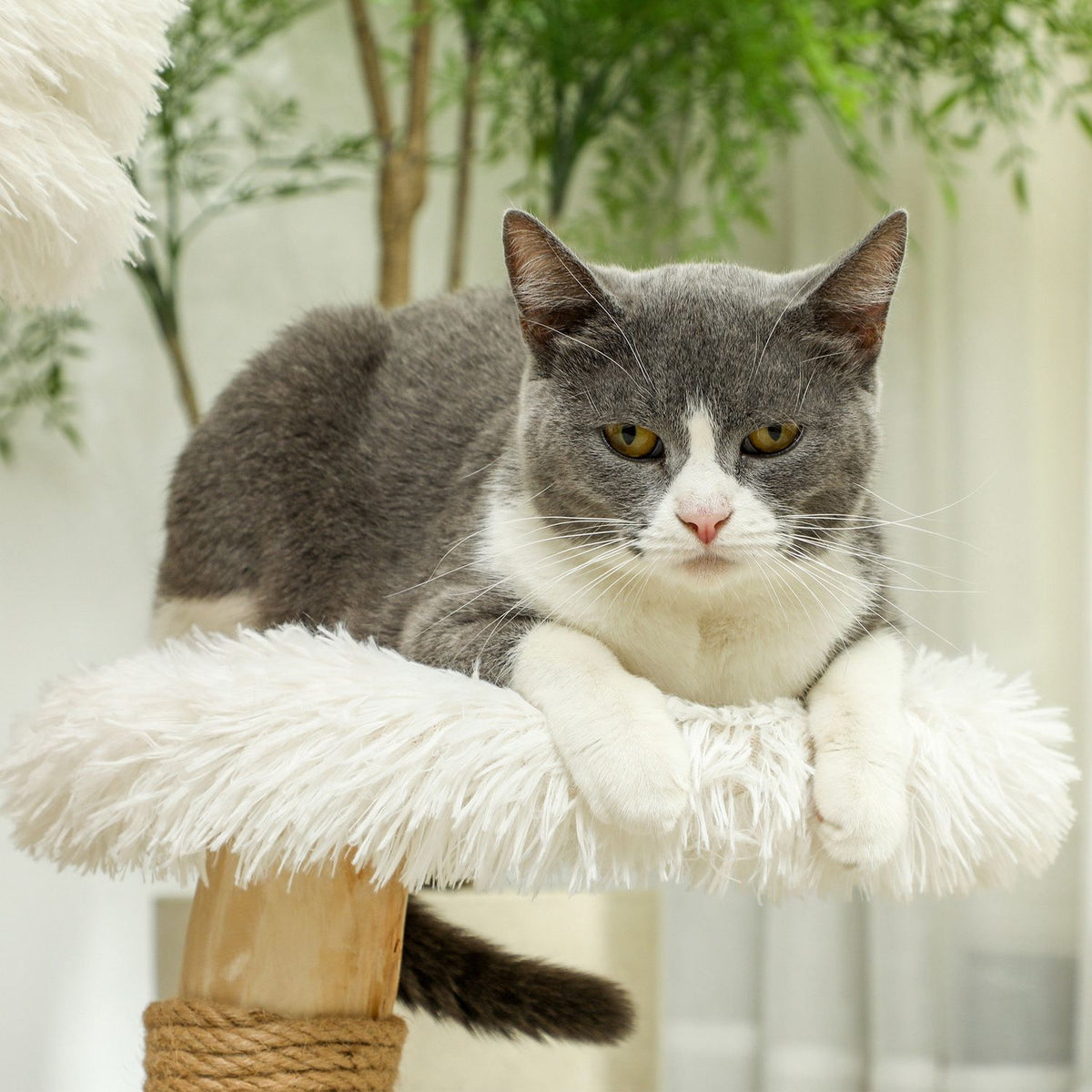 Scratching post 61.5 cm high cat scratching post with play ball, beds, cat tower with cat scratching board, for cats under 5 kg, pear wood, white