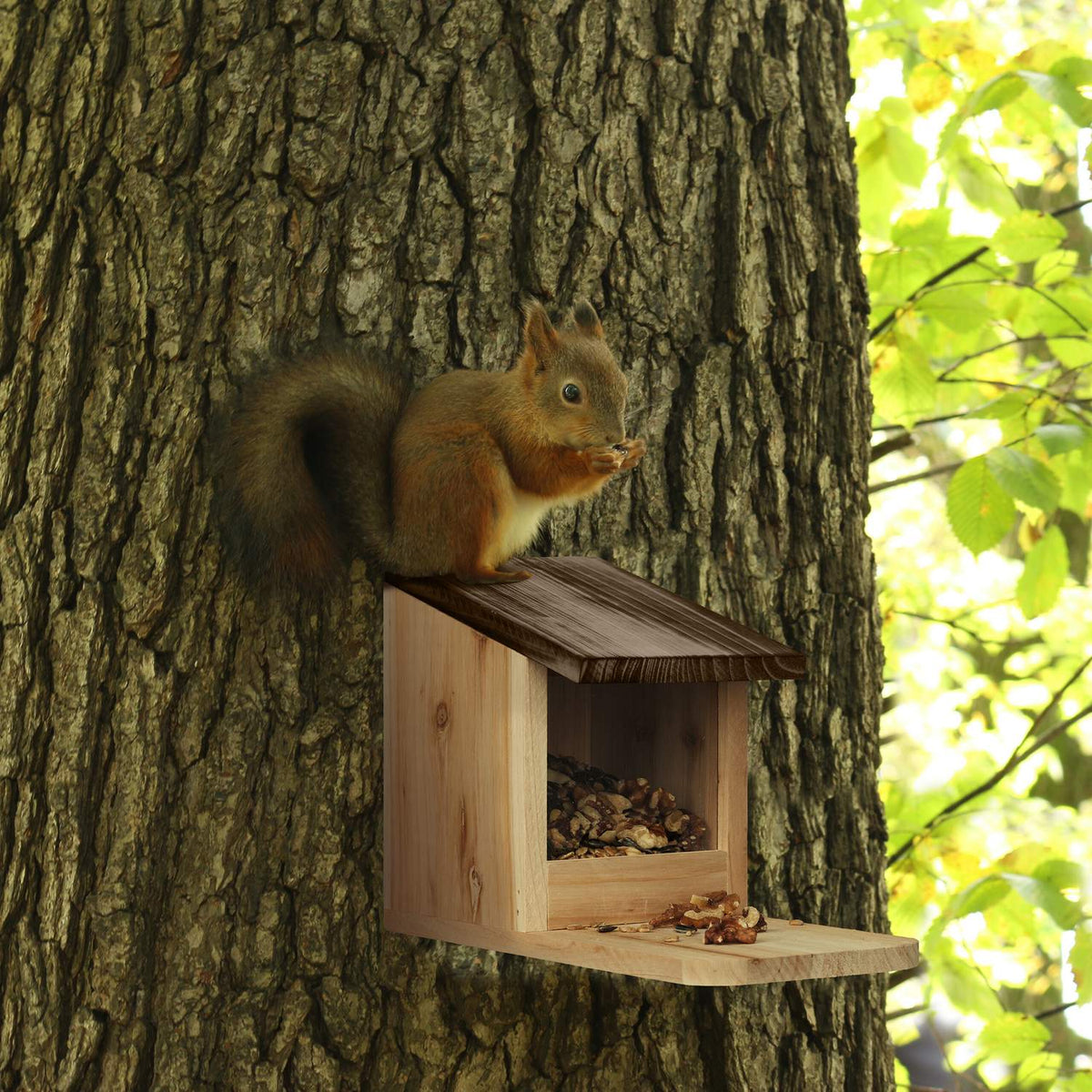 Squirrel feeder Wood