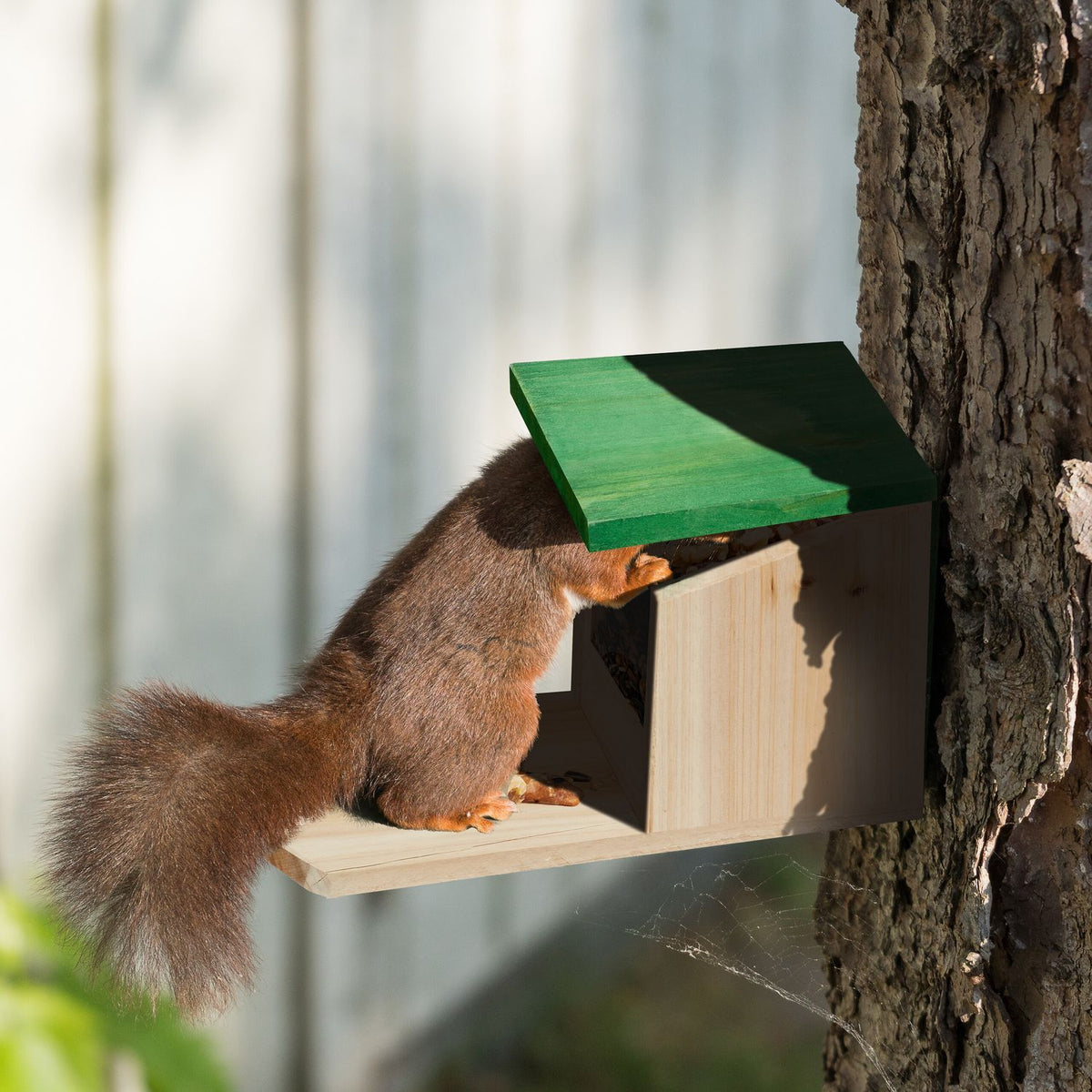 Squirrel feeder Wood