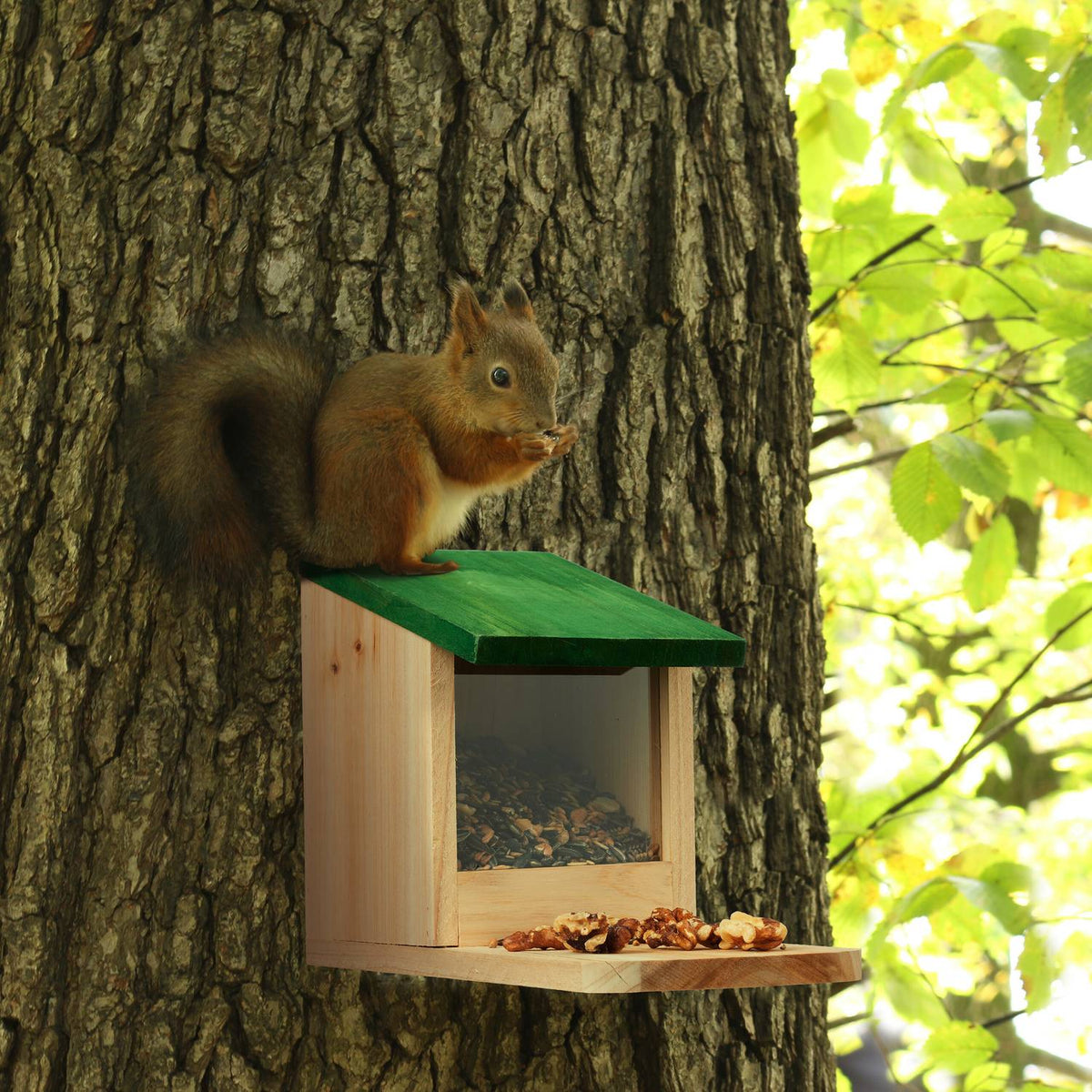 Squirrel feeder Wood