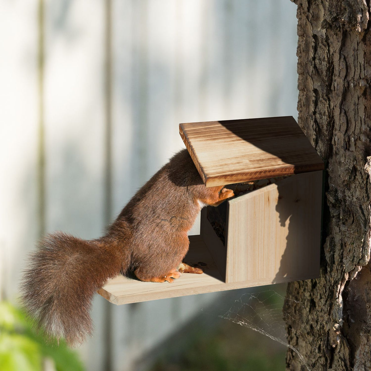 Squirrel feeder Wood