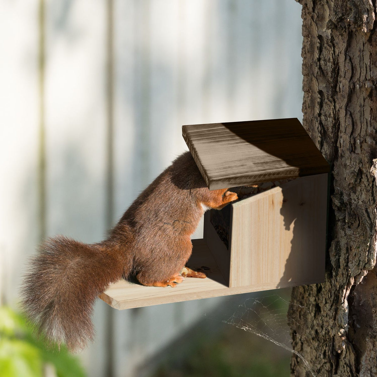 Squirrel feeder Wood