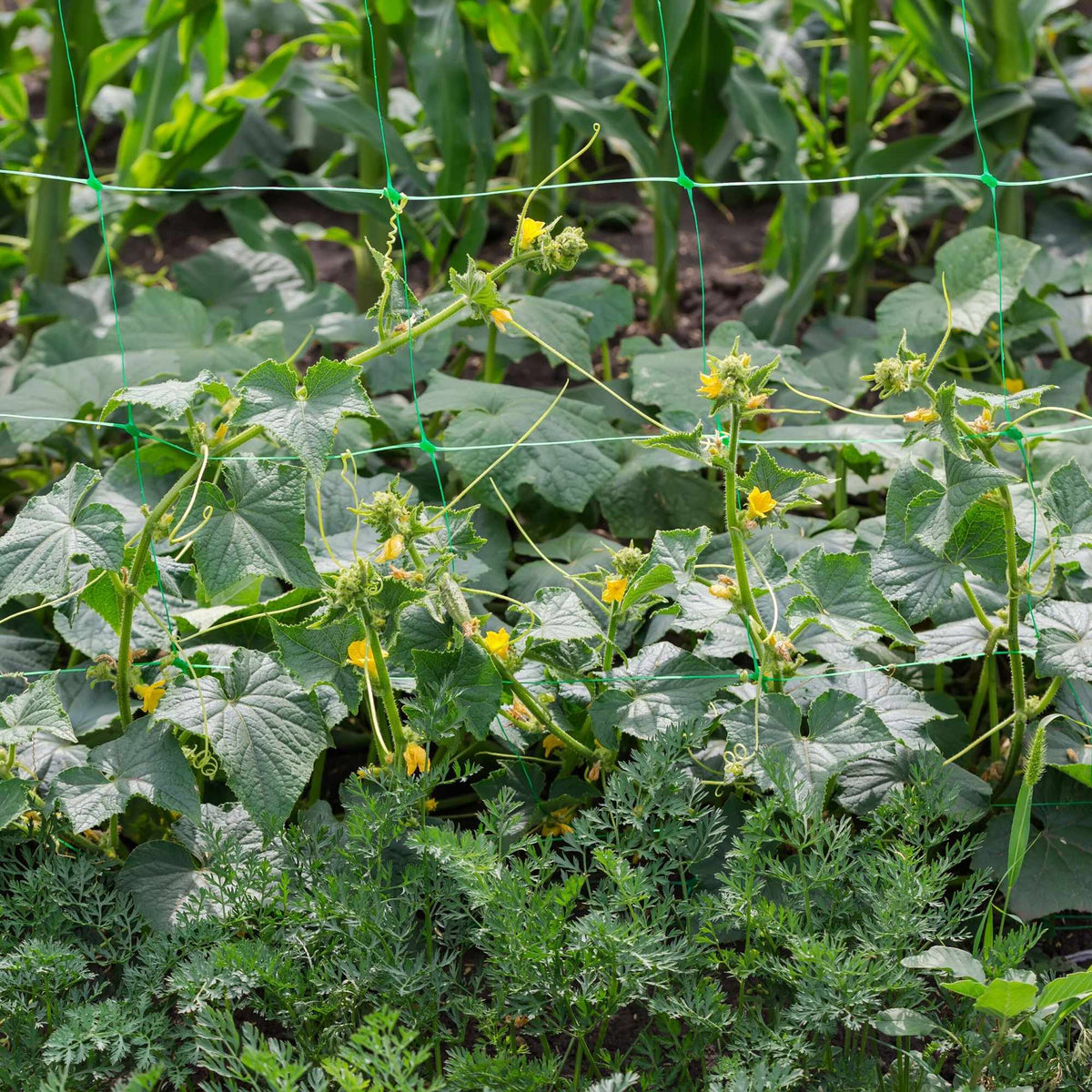 Trellis net 200 x 1000 cm