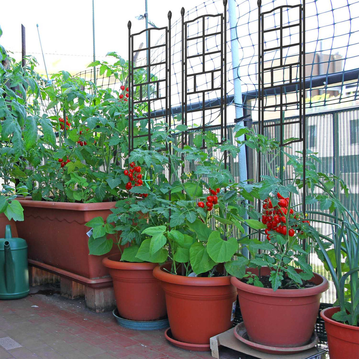 Trellis set of 3 124 cm