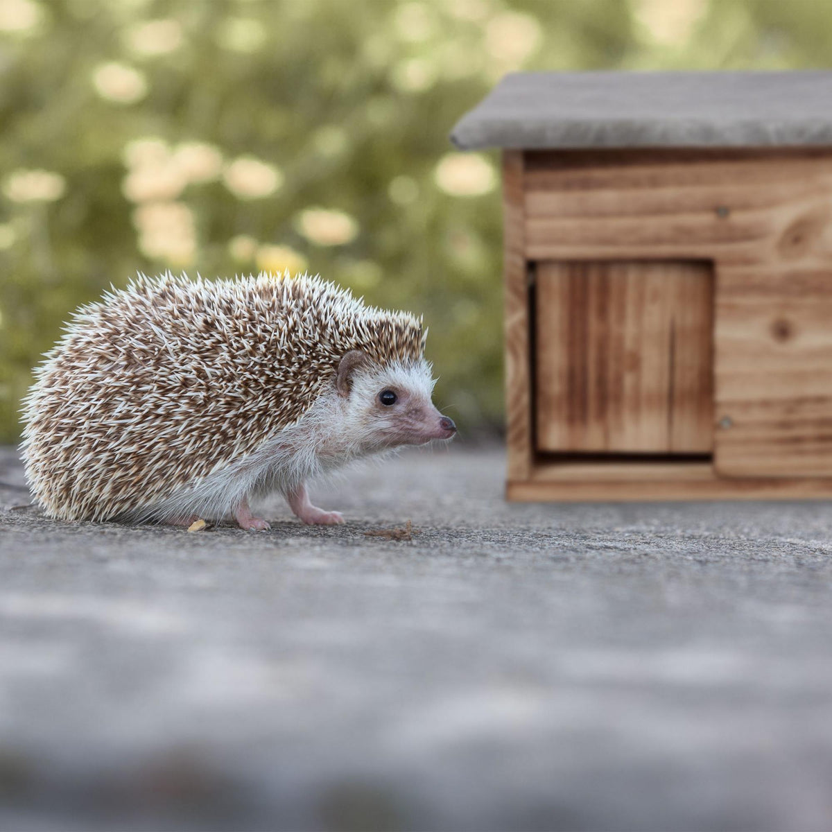 Winter-proof hedgehog house as a kit