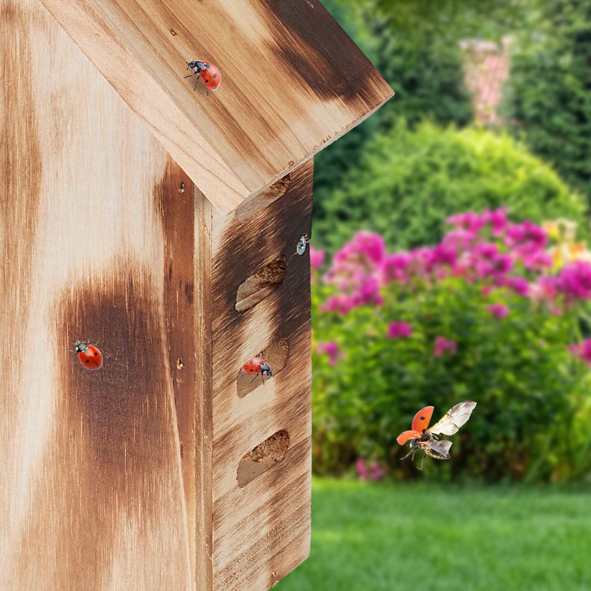 Wooden ladybug house